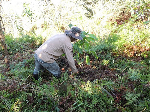 World land Trust planting trees