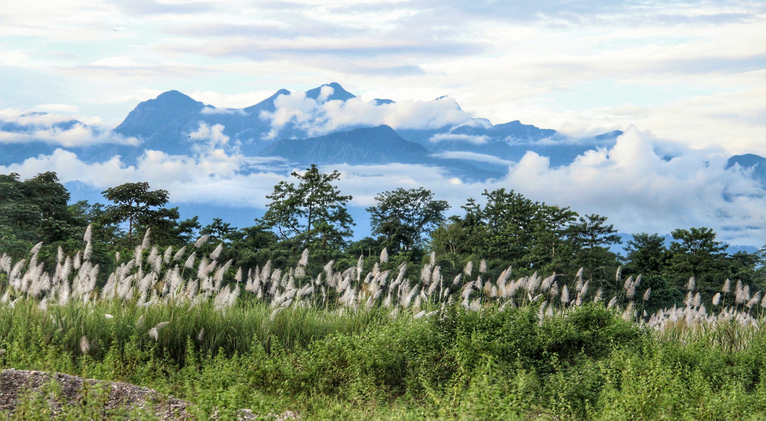 Flexiteek and World Land Trust - D'ering-Dibru Saikhowa Elephant Corridor landscape in India.