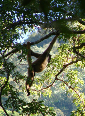 World land trust monkey