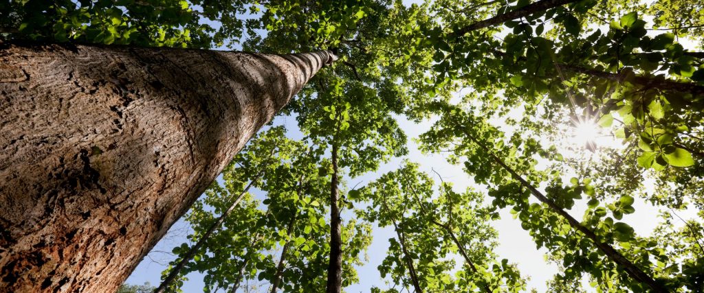Arbre d'engagement environnemental pour le World Land Trust