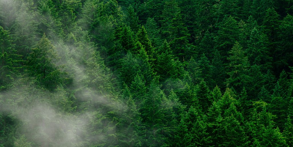 Flexiteek plant bomen voor de toekomst