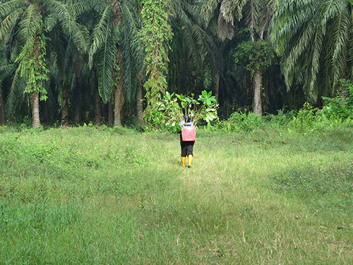 World Land Trust