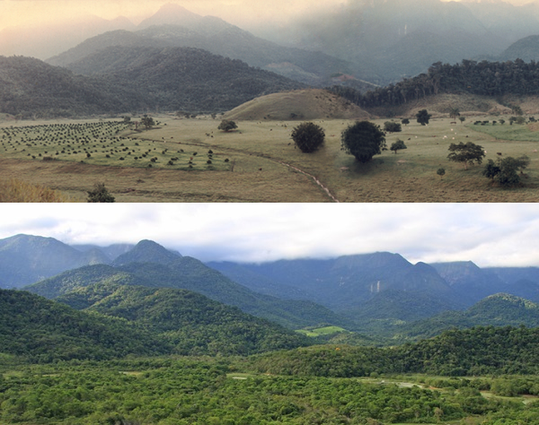Atlantic Forest: Before and After World Land Trust started planting trees.  