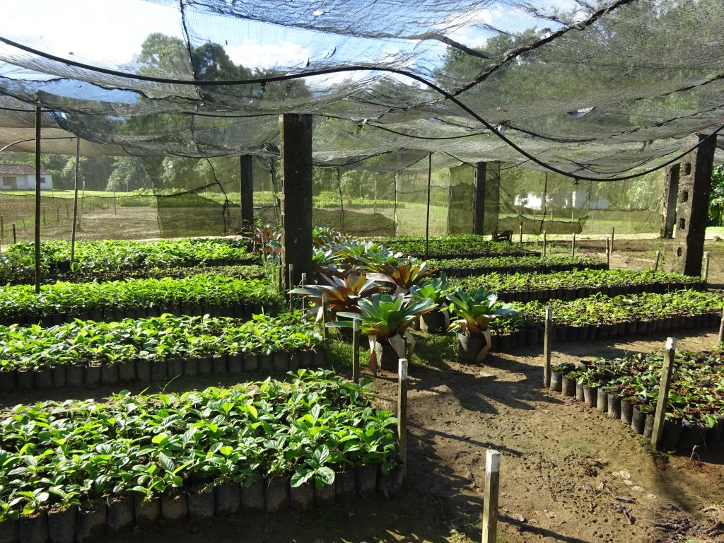 World Land Trust nursery of saplings for the Atlantic Forest