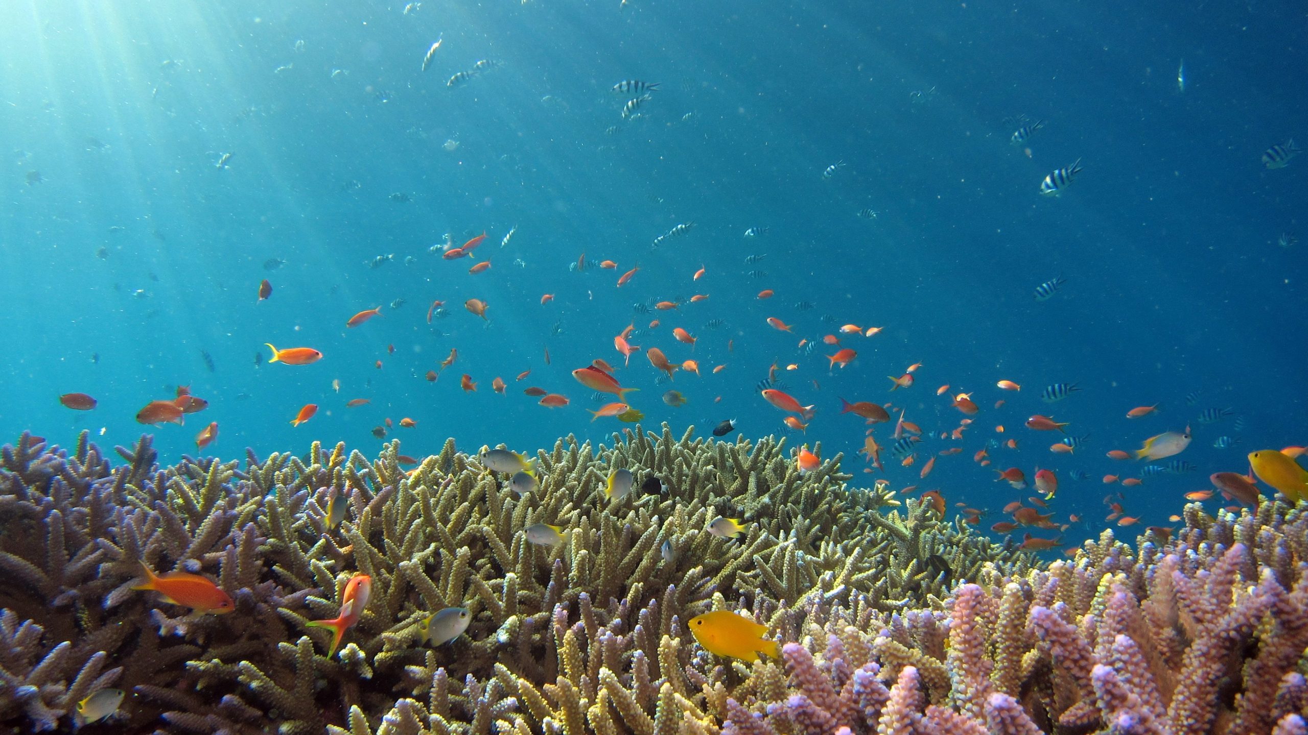 Image of Beautiful reef and orange fish in Okinawa sea by Hiroko Yoshii
