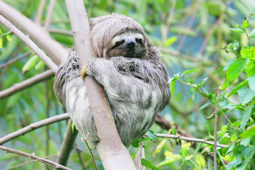 Flexiteek - World Land Trust protected sloth in the Atlantic Forest