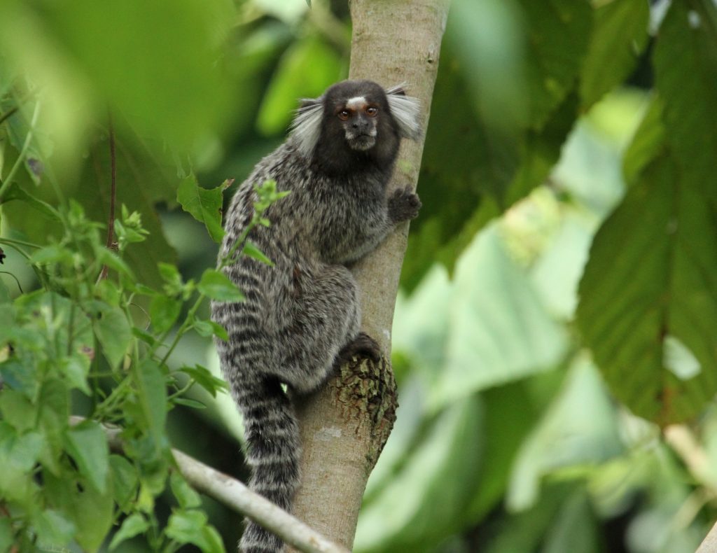 Flexiteek - World Land Trust protected Marmoset in the Atlantic Forest