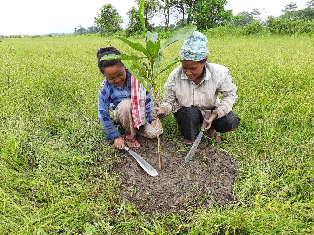 The Impact of Flexiteek 2G: Planting of trees by World Land Trust